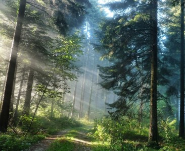 Sicherheitslösung für Wald